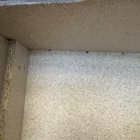Bild von STOP INSEKTOM Dezynsekcja Dezynfekcja Deratyzacja Wymrażanie Pluskiew