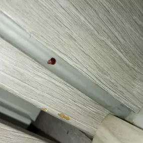 Bild von STOP INSEKTOM Dezynsekcja Dezynfekcja Deratyzacja Wymrażanie Pluskiew