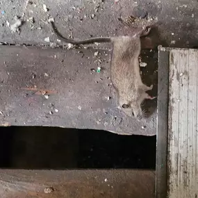 Bild von STOP INSEKTOM Dezynsekcja Dezynfekcja Deratyzacja Wymrażanie Pluskiew