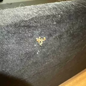 Bild von STOP INSEKTOM Dezynsekcja Dezynfekcja Deratyzacja Wymrażanie Pluskiew