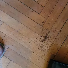 Bild von STOP INSEKTOM Dezynsekcja Dezynfekcja Deratyzacja Wymrażanie Pluskiew