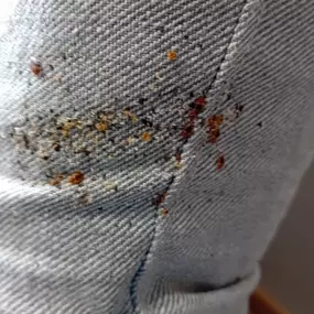 Bild von STOP INSEKTOM Dezynsekcja Dezynfekcja Deratyzacja Wymrażanie Pluskiew