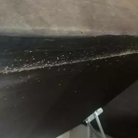 Bild von STOP INSEKTOM Dezynsekcja Dezynfekcja Deratyzacja Wymrażanie Pluskiew