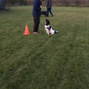 Bild von Four Paws Dog Training