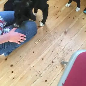 Bild von Four Paws Dog Training
