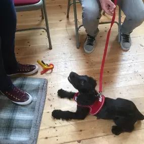 Bild von Four Paws Dog Training