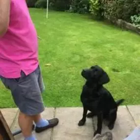Bild von Four Paws Dog Training