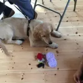 Bild von Four Paws Dog Training