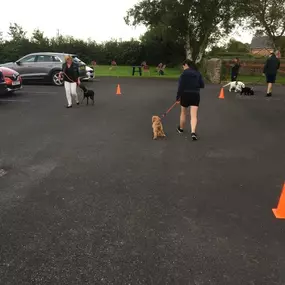 Bild von Four Paws Dog Training
