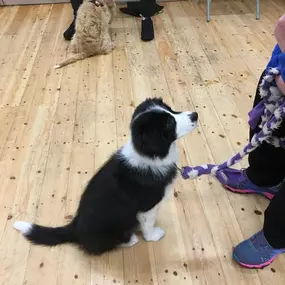 Bild von Four Paws Dog Training