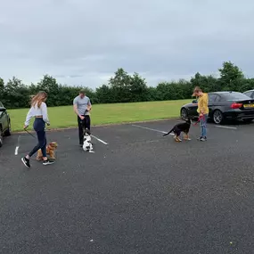 Bild von Four Paws Dog Training
