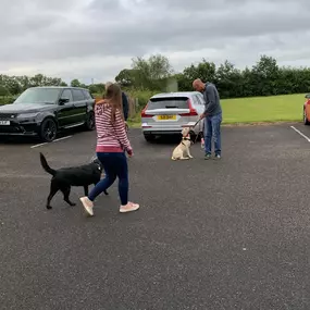 Bild von Four Paws Dog Training