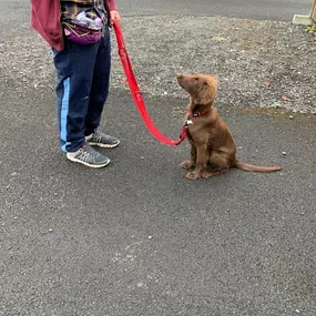 Bild von Four Paws Dog Training
