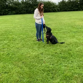 Bild von Four Paws Dog Training