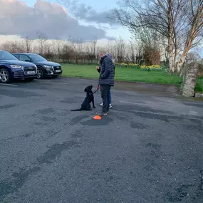 Bild von Four Paws Dog Training