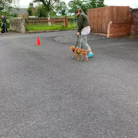 Bild von Four Paws Dog Training