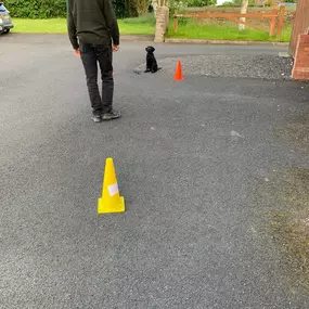 Bild von Four Paws Dog Training