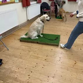 Bild von Four Paws Dog Training