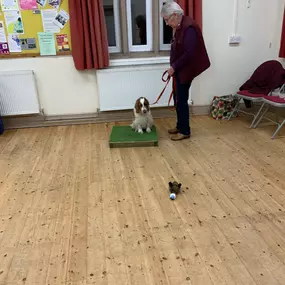 Bild von Four Paws Dog Training