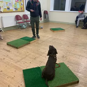 Bild von Four Paws Dog Training