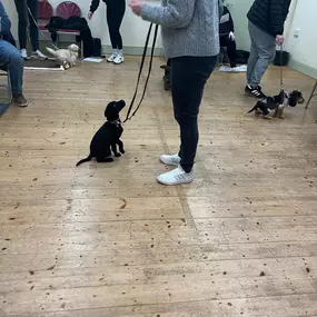 Bild von Four Paws Dog Training