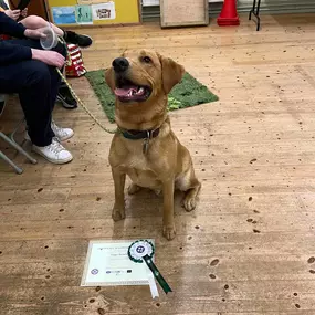 Bild von Four Paws Dog Training