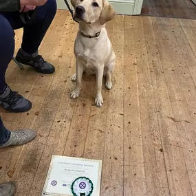 Bild von Four Paws Dog Training