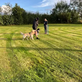 Bild von Four Paws Dog Training