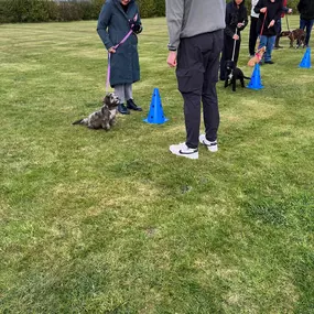 Bild von Four Paws Dog Training