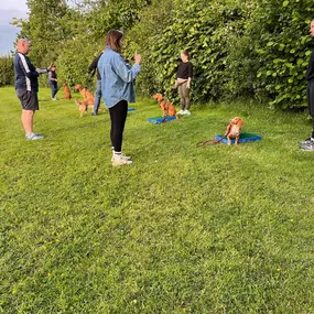 Bild von Four Paws Dog Training