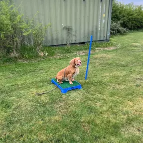 Bild von Four Paws Dog Training