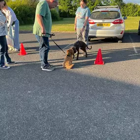 Bild von Four Paws Dog Training