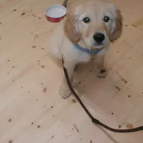 Bild von Four Paws Dog Training