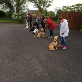 Bild von Four Paws Dog Training