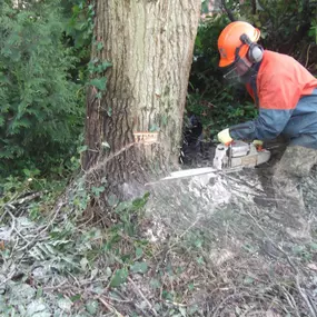 Bild von GTF Tree Care Ltd