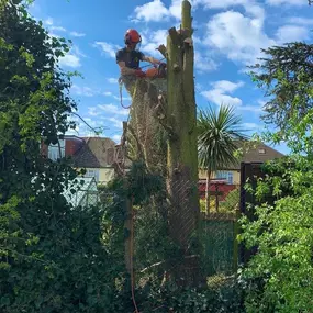 Bild von GTF Tree Care Ltd