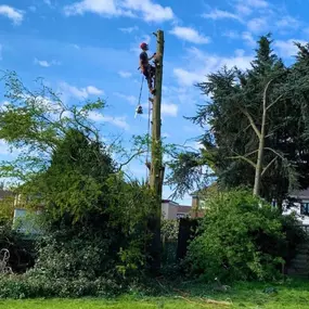 Bild von GTF Tree Care Ltd
