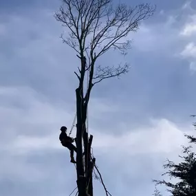 Bild von GTF Tree Care Ltd