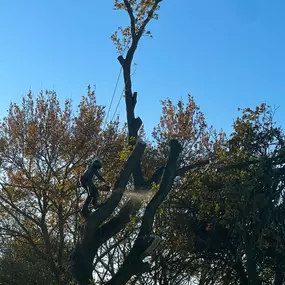 Bild von GTF Tree Care Ltd