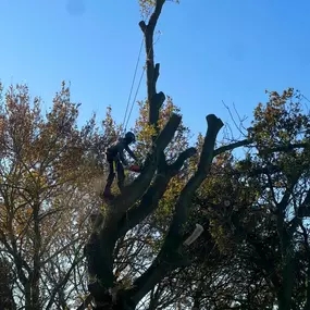 Bild von GTF Tree Care Ltd