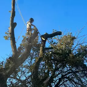 Bild von GTF Tree Care Ltd