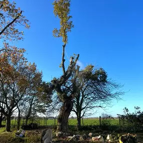 Bild von GTF Tree Care Ltd