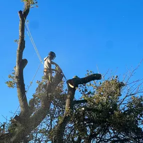 Bild von GTF Tree Care Ltd