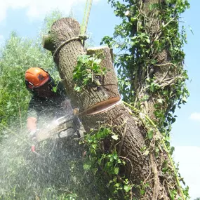 Bild von GTF Tree Care Ltd