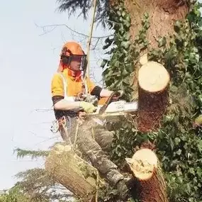 Bild von GTF Tree Care Ltd