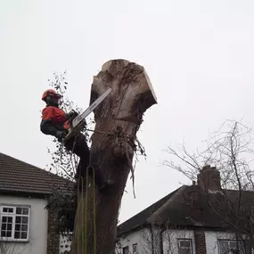 Bild von GTF Tree Care Ltd