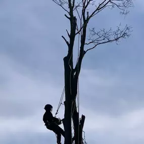 Bild von GTF Tree Care Ltd