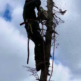 Bild von GTF Tree Care Ltd