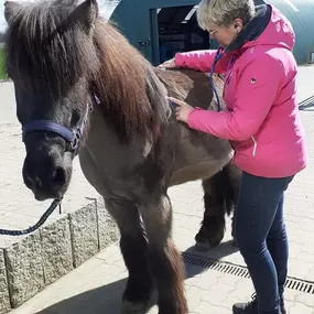 Bild von Christina März Mobile Tierheilpraxis