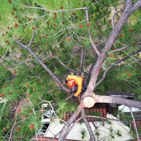 Bild von Greene Tree Care - Trimming, Removal, Residential & Commercial Service